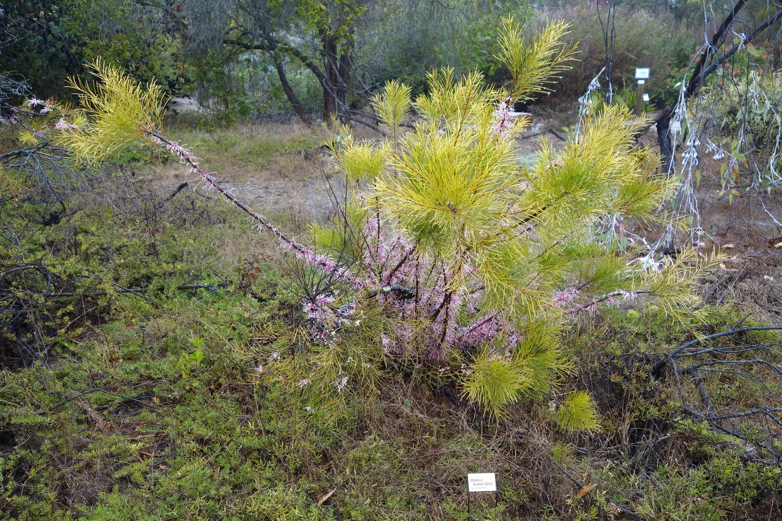 Hakea (Hakea Obtusa) — exhibiting exceptional drought tolerance once established; adding ecological value to your garden