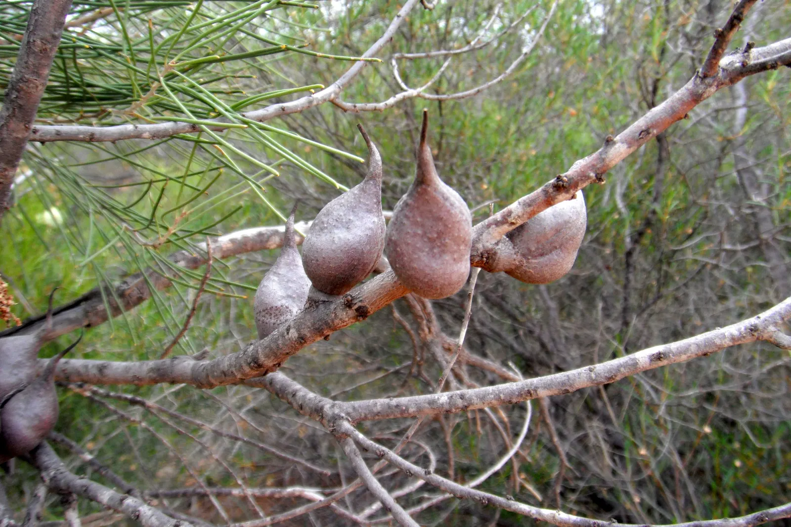 Hakea (Hakea Obtusa) — sure to captivate and impress within your garden spaces; preferring full sun and well-drained soils, image 84