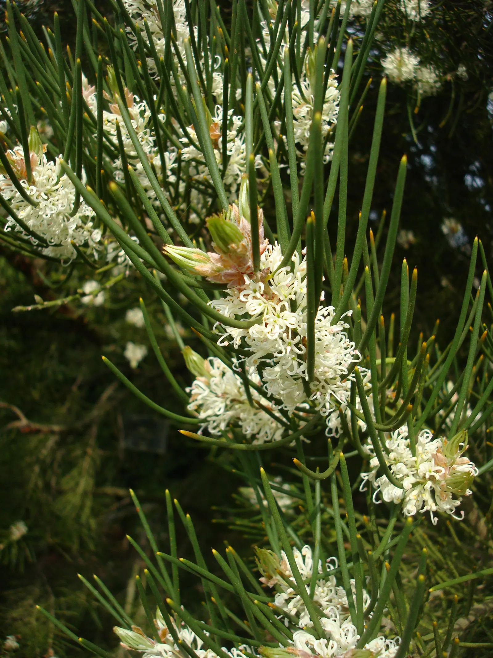 Hakea (Hakea Obtusa) — an evergreen shrub native to Australia; typically reaching 3-6 feet in height, with a similar spread, it's well-suited for xeriscaping