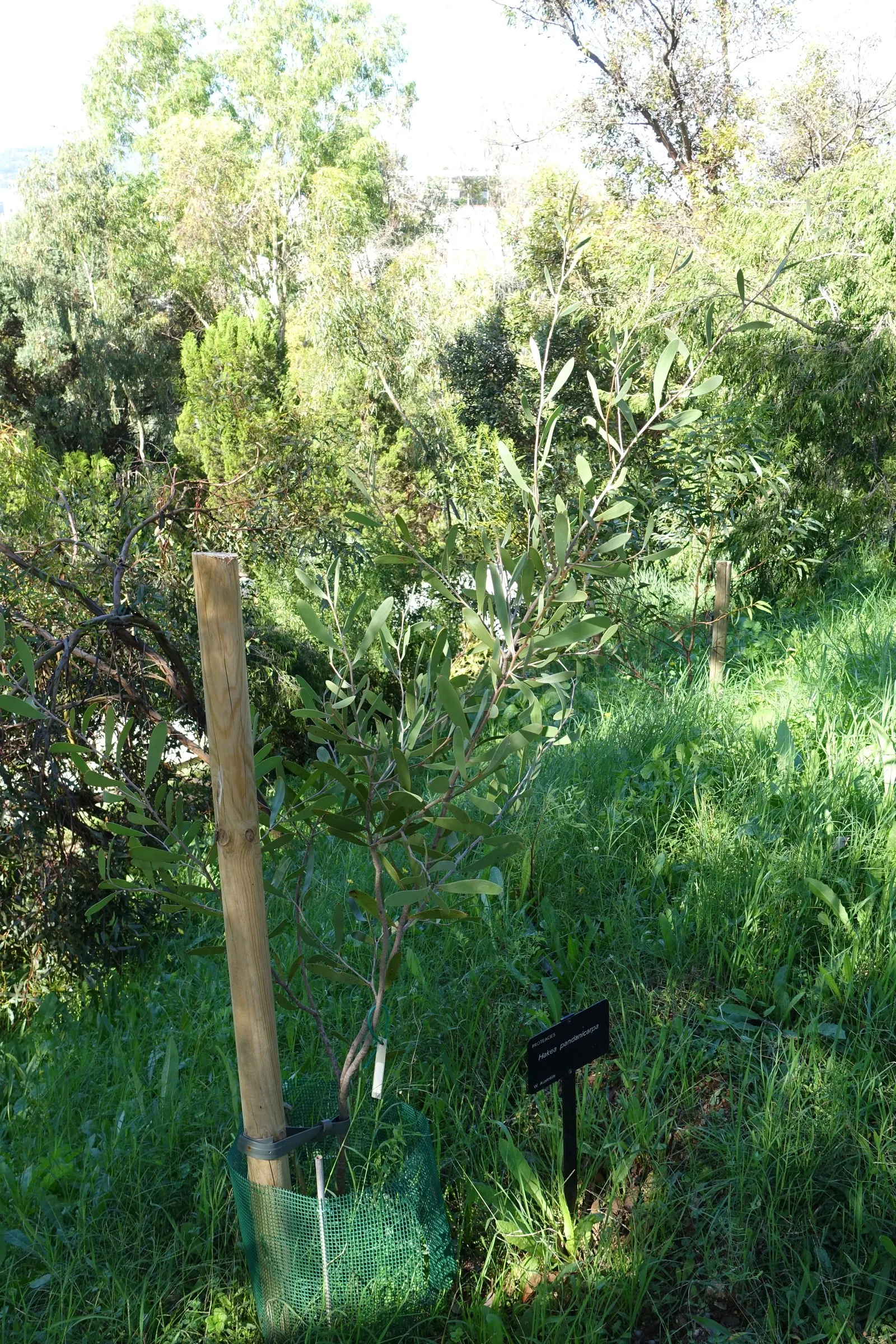 Hakea (Hakea Obtusa) — Its woody seed pods and dense habit provide habitat and food for native wildlife; after the flowering period, image 65