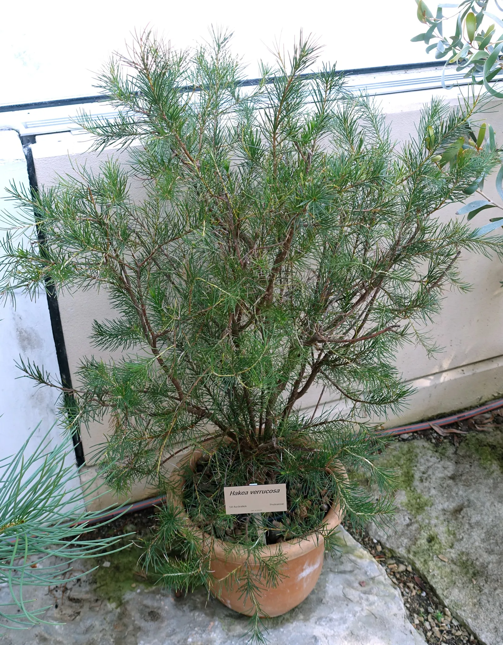 Hakea (Hakea Obtusa) — leathery leaves and produces striking cream to pink; exhibiting exceptional drought tolerance once established