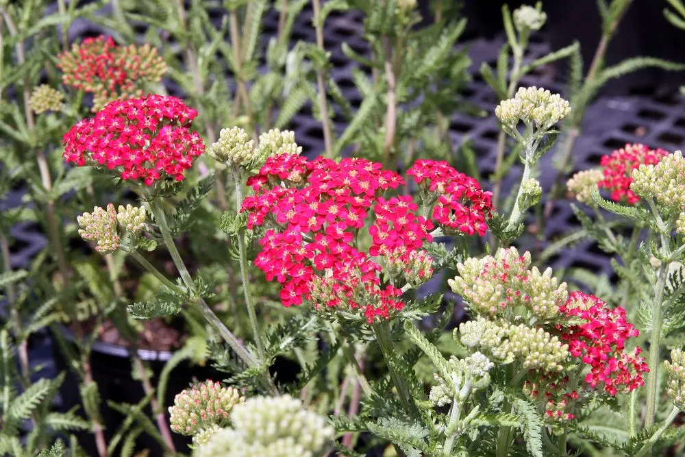 Paprika Red Common Yarrow (Achillea Millefolium 'Paprika') — It thrives in full sun, with well-draining soil, and is drought-tolerant once established; coupled
