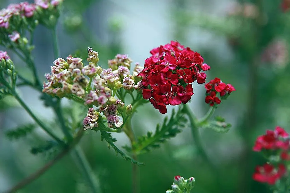 Paprika Red Common Yarrow (Achillea Millefolium 'Paprika') — Its fern-like foliage, which is deeply dissected and aromatic, spans an approximate, image 38