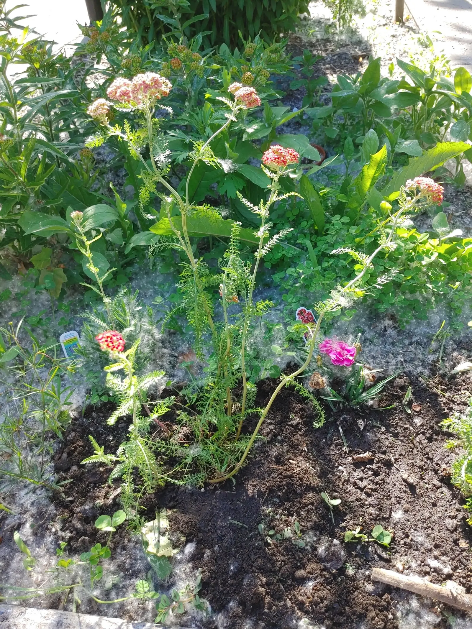 Paprika Red Common Yarrow (Achillea Millefolium 'Paprika') — a resilient and vivid addition to any landscape design