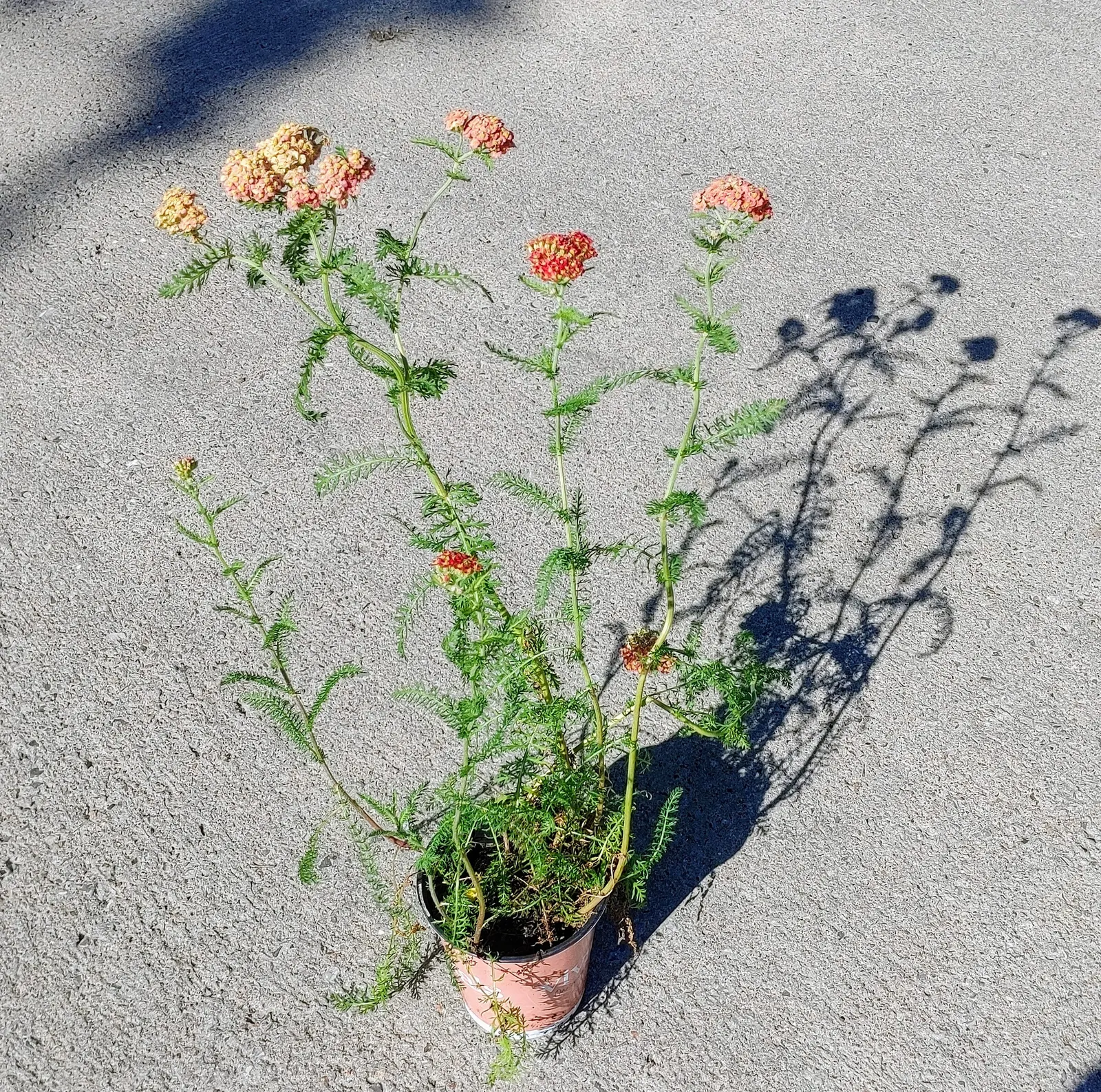 Paprika Red Common Yarrow (Achillea Millefolium 'Paprika') — contributing to the garden's ecological balance