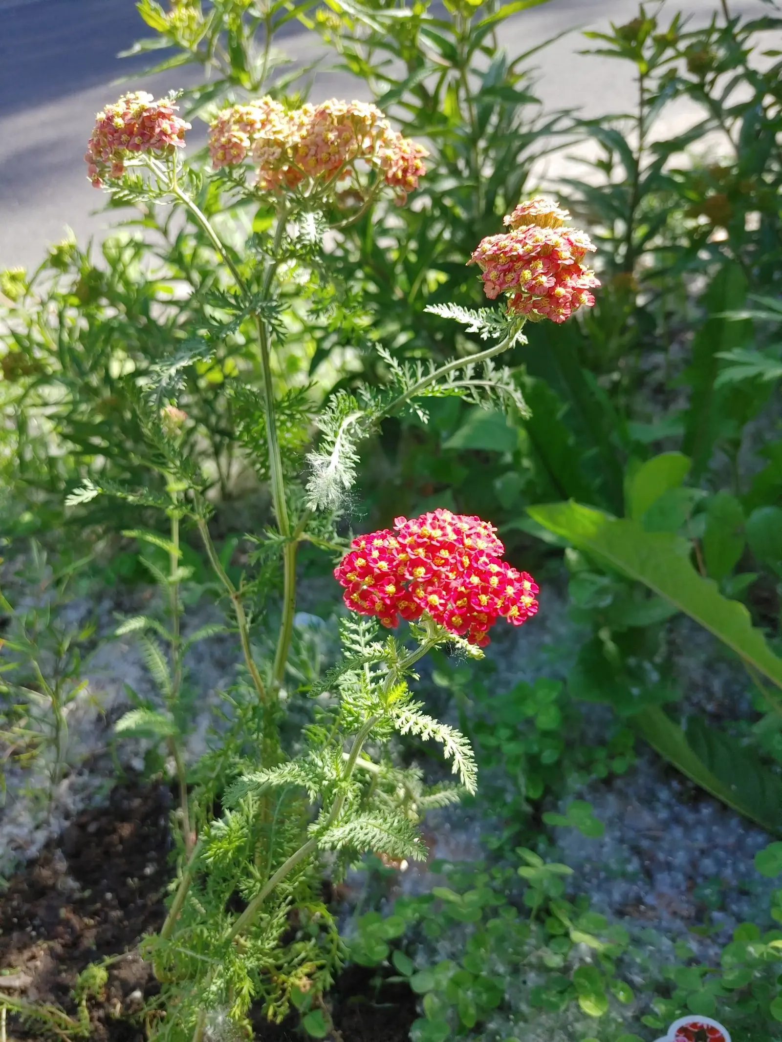 Paprika Red Common Yarrow (Achillea Millefolium 'Paprika') — inviting atmosphere and grow to an average height of 18 to 24 inches with a similar spread