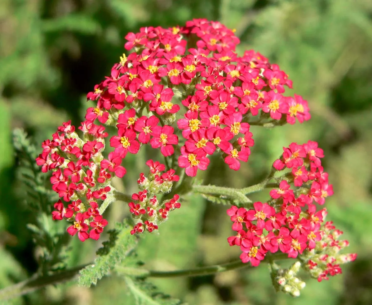 Paprika Red Common Yarrow (Achillea Millefolium 'Paprika') — making it a standout choice for your design projects; ground cover / perennial for full