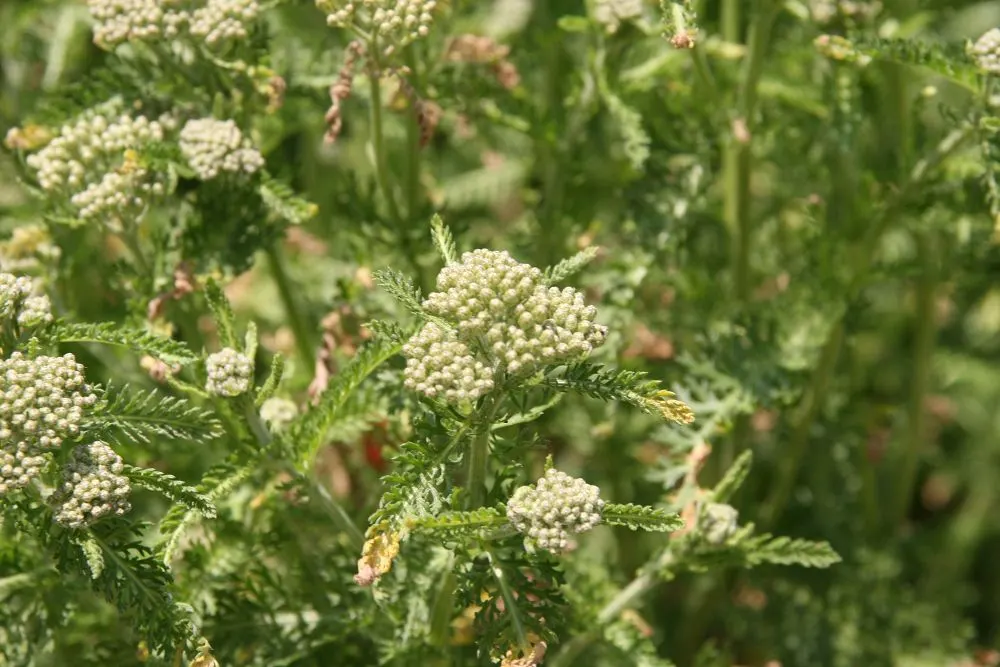 Paprika Red Common Yarrow (Achillea Millefolium 'Paprika') — capturing the essence of paprika spice; inviting atmosphere and grow to an average height of 18 to