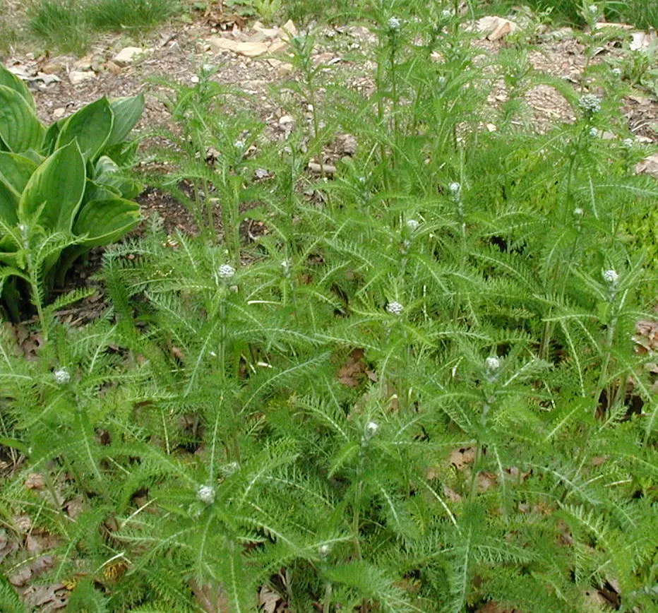 Paprika Red Common Yarrow (Achillea Millefolium 'Paprika') — the flowers create a warm; these blooms sit atop fern-like, aromatic foliage, reaching heights of