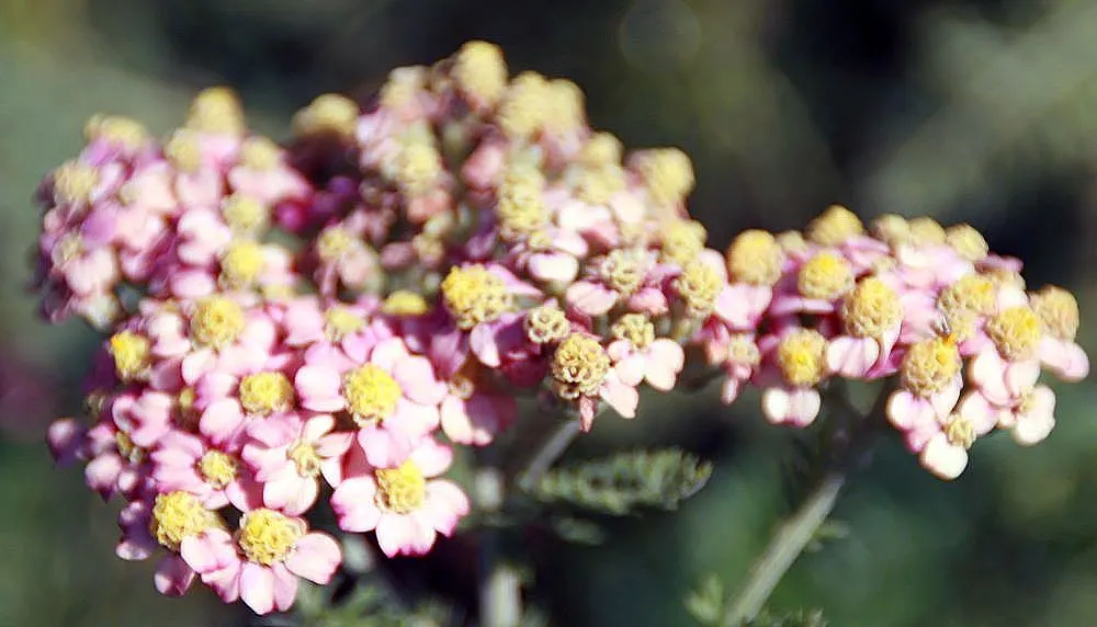 Paprika Red Common Yarrow (Achillea Millefolium 'Paprika') — Introducing the visually striking Achillea millefolium 'Paprika'; but it also repels some pests