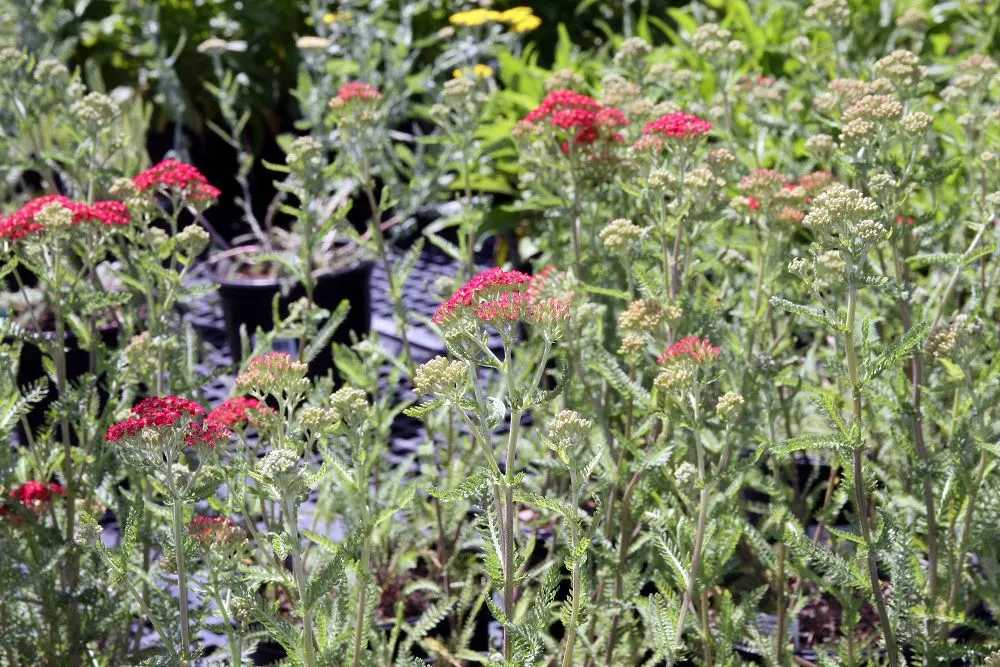 Paprika Red Common Yarrow (Achillea Millefolium 'Paprika') — Low maintenance requirements; the Achillea millefolium 'Paprika' offers a blend of visual charm