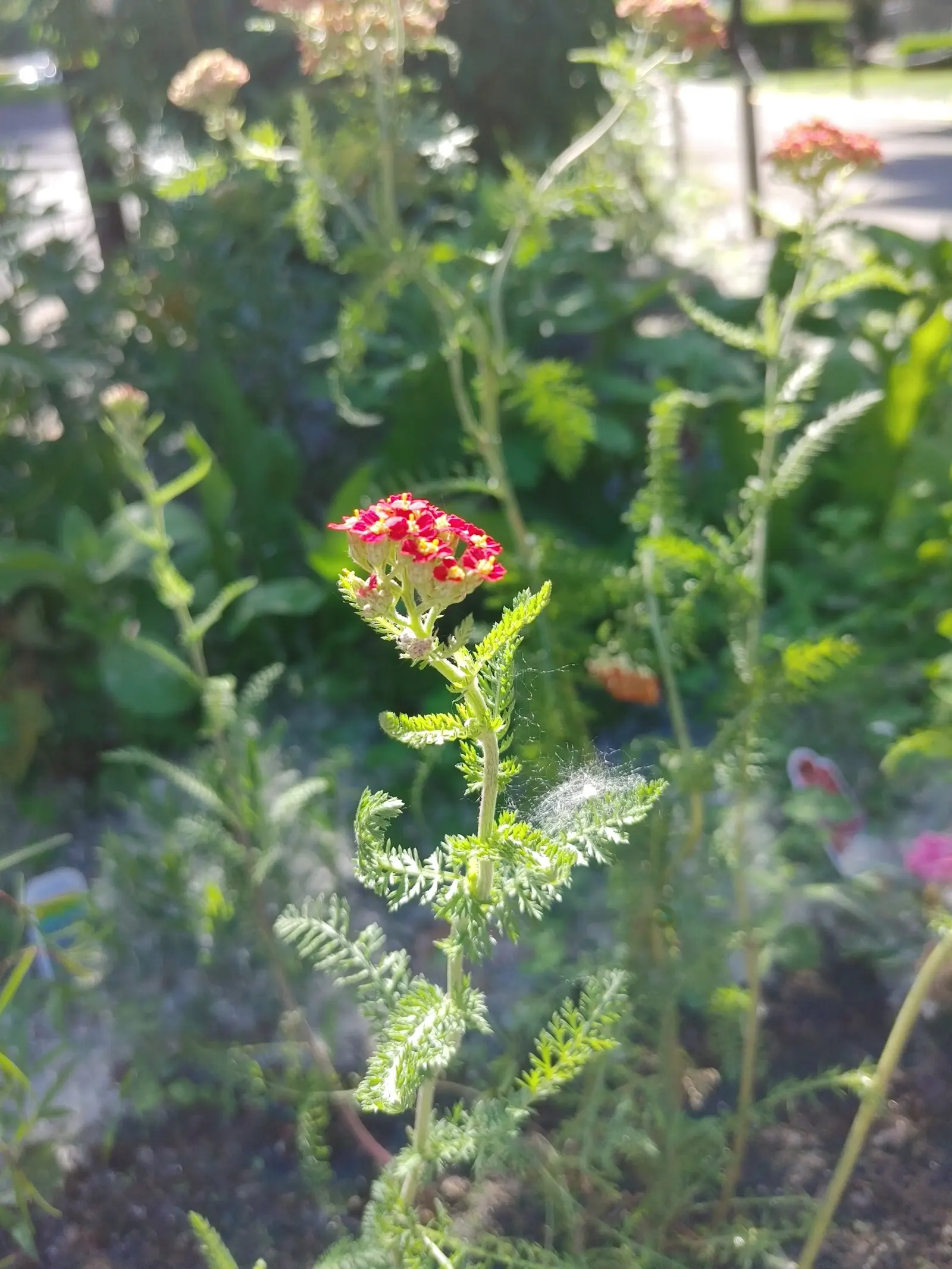 Paprika Red Common Yarrow (Achillea Millefolium 'Paprika') — Hardy in zones 3-9, it's a sturdy and colorful choice