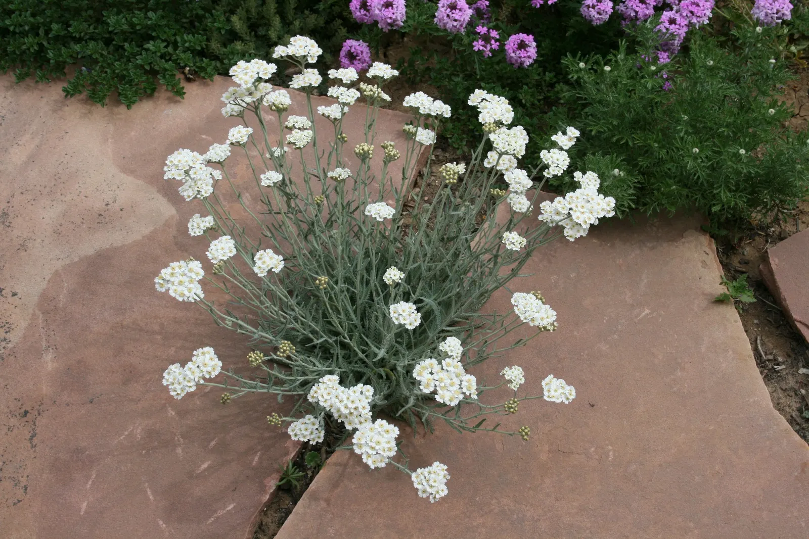 Paprika Red Common Yarrow (Achillea Millefolium 'Paprika') — These blooms sit atop fern-like, aromatic foliage, reaching heights of 18-24 inches, image 26