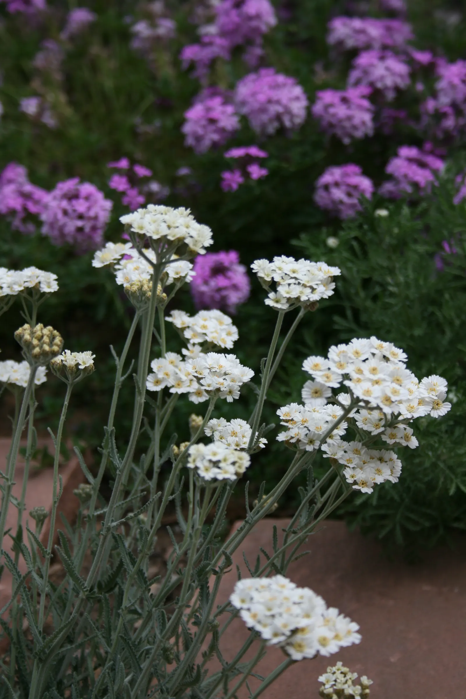 Paprika Red Common Yarrow (Achillea Millefolium 'Paprika') — These blooms sit atop fern-like, aromatic foliage, reaching heights of 18-24 inches with a spread