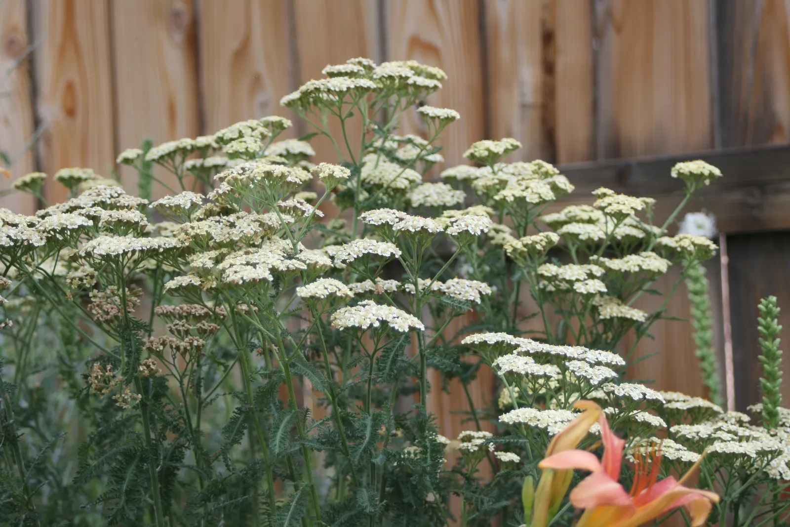 Paprika Red Common Yarrow (Achillea Millefolium 'Paprika') — capturing the essence of paprika spice