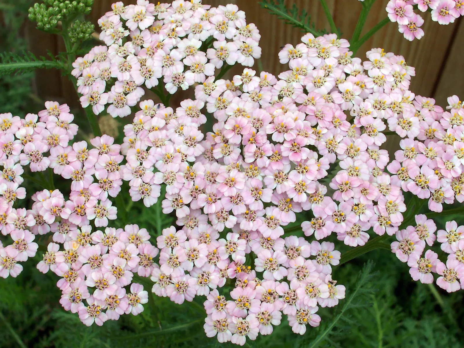Paprika Red Common Yarrow (Achillea Millefolium 'Paprika') — coupled with its ability to thrive in poor soil conditions; it thrives in full sun, with