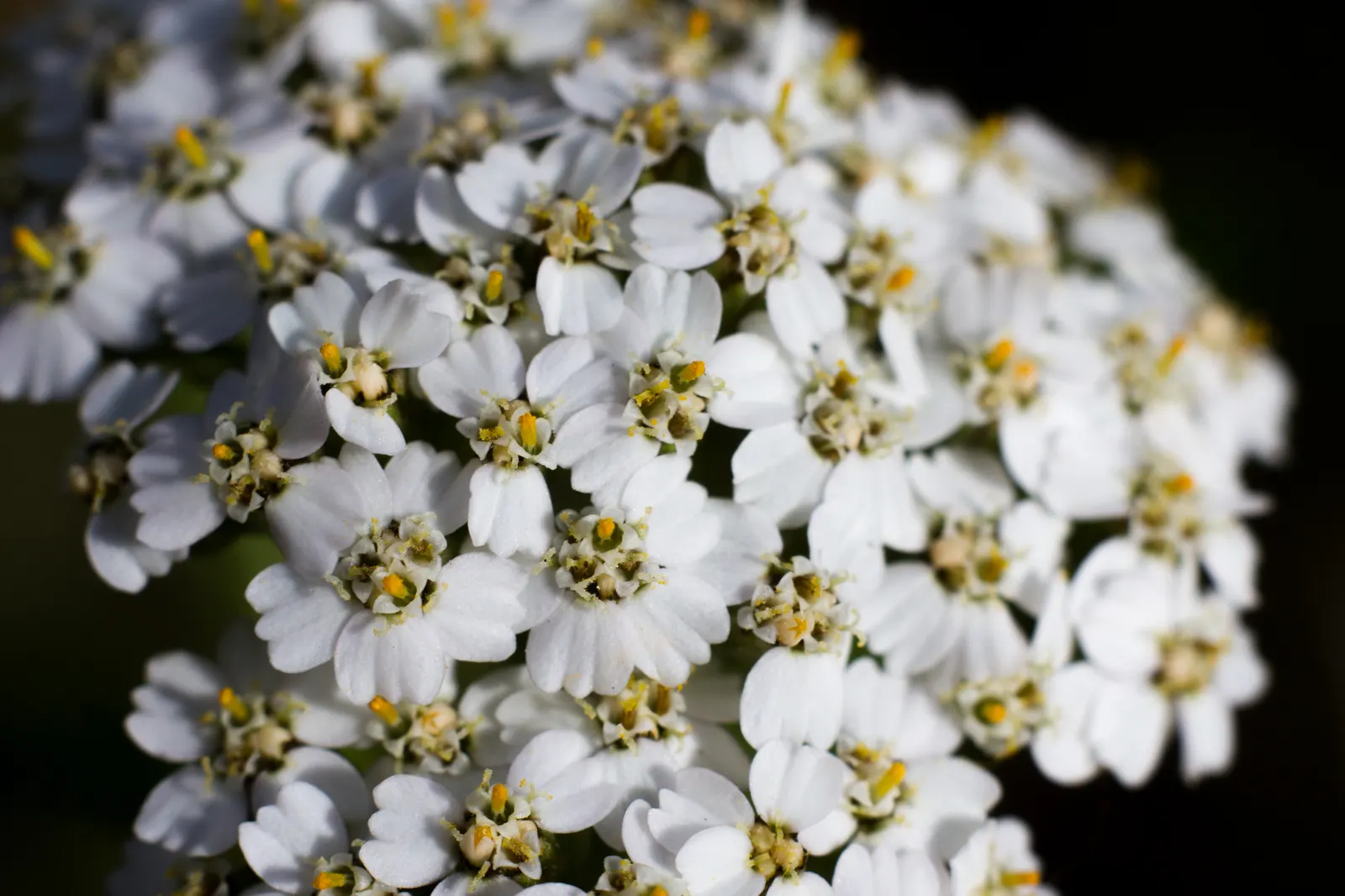 Paprika Red Common Yarrow (Achillea Millefolium 'Paprika') — Blooming from early summer until early fall; further elevate its landscaping