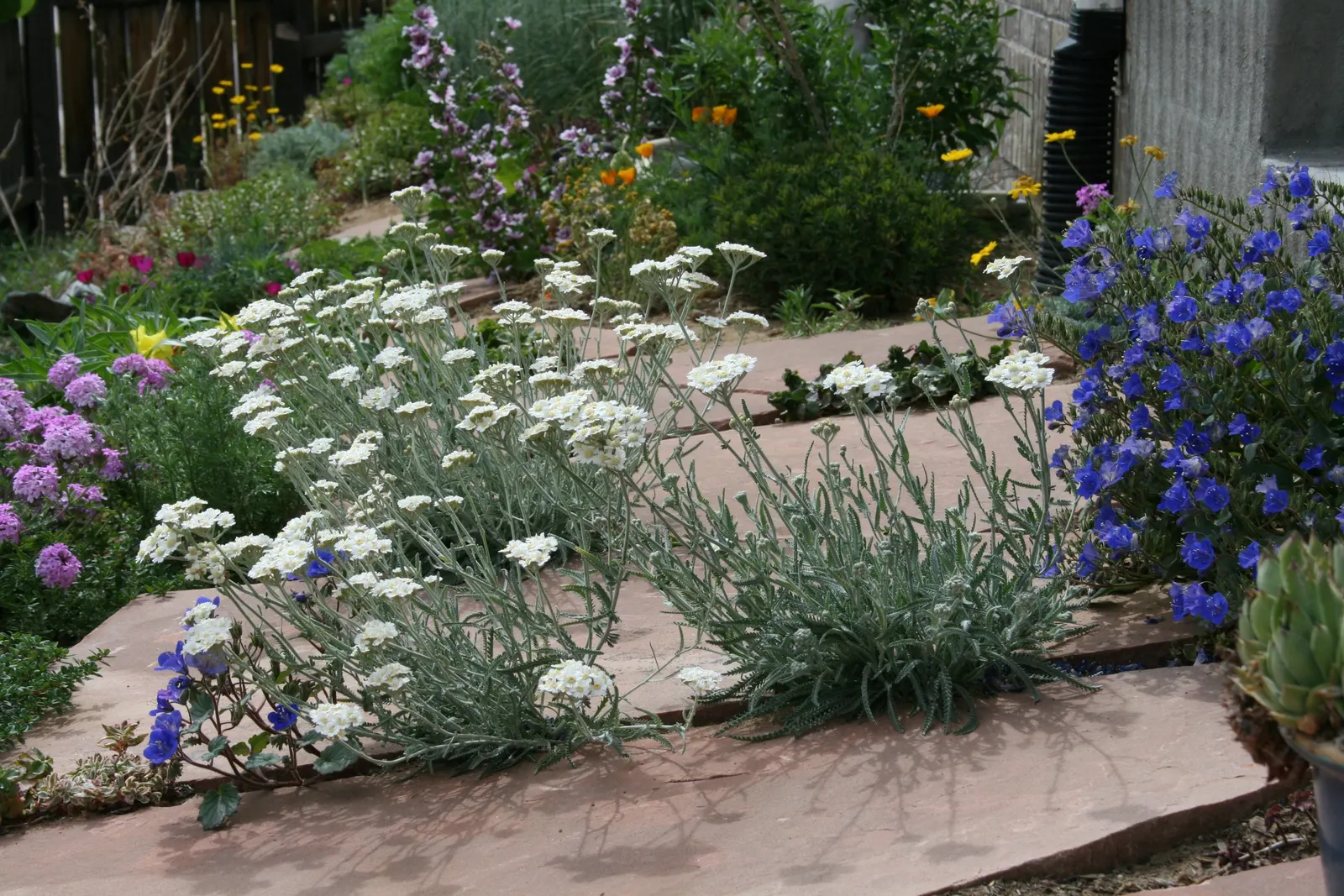 Paprika Red Common Yarrow (Achillea Millefolium 'Paprika') — making it a standout choice for your design projects