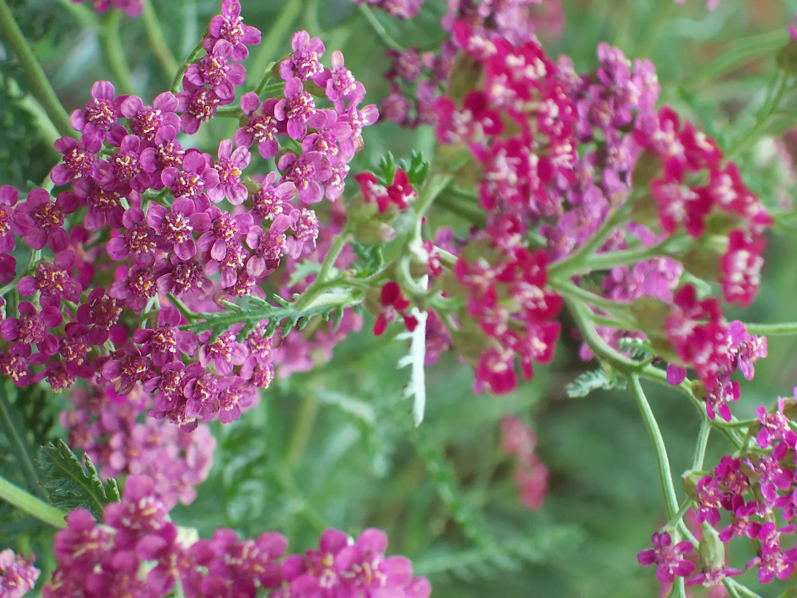 Paprika Red Common Yarrow (Achillea Millefolium 'Paprika') — the Achillea millefolium 'Paprika' offers a blend of visual charm