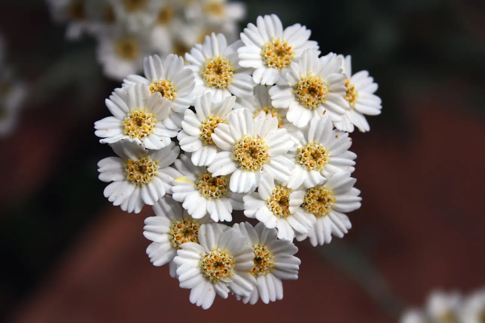 Paprika Red Common Yarrow (Achillea Millefolium 'Paprika') — commonly referred to as Paprika Red Common Yarrow