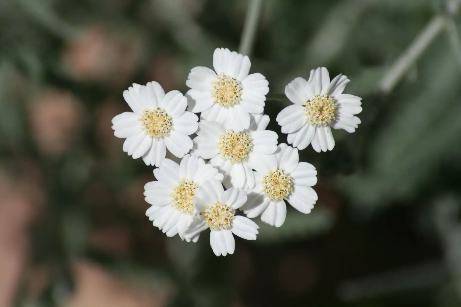 Paprika Red Common Yarrow (Achillea Millefolium 'Paprika') — the flowers create a warm