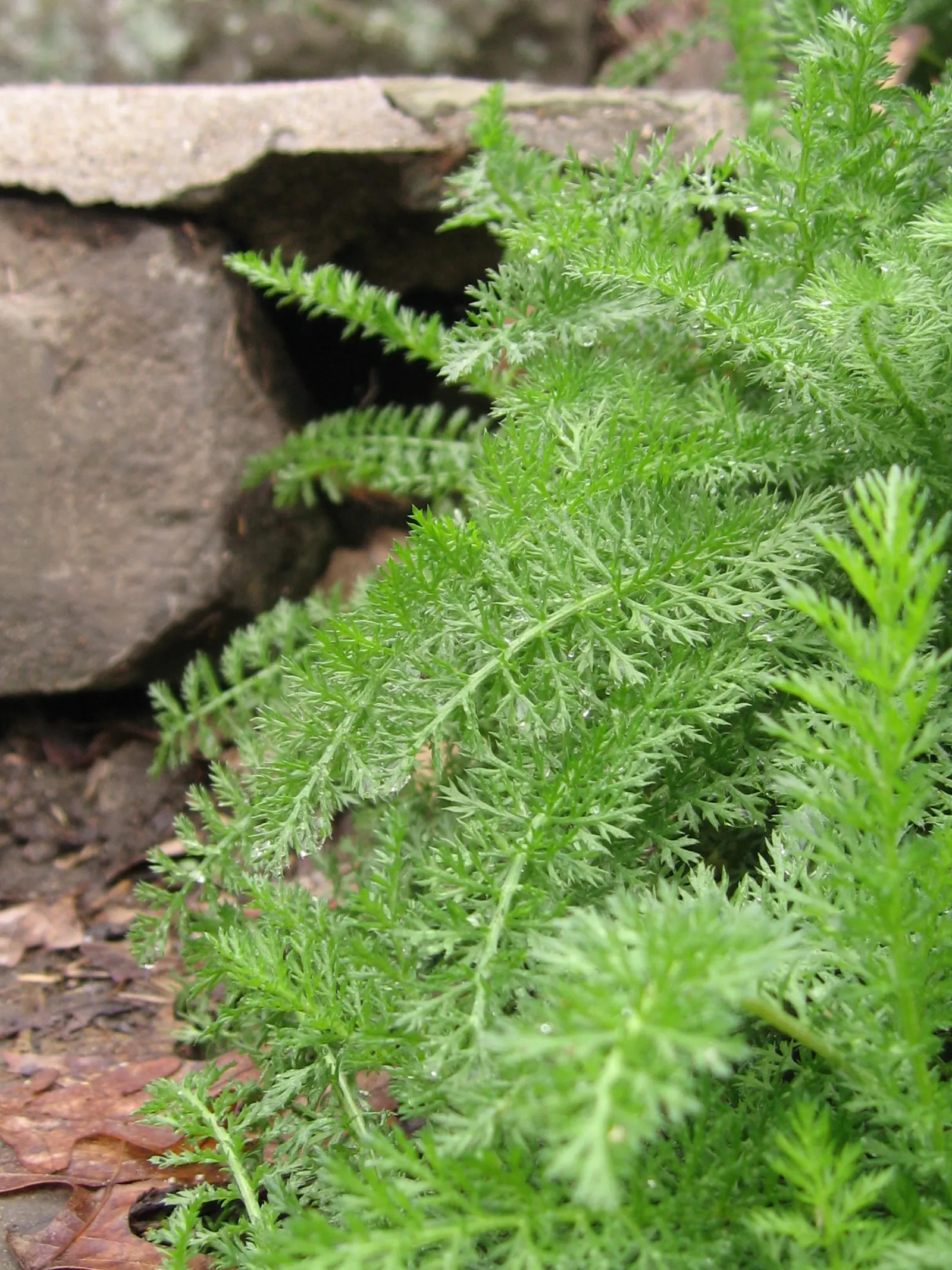 Paprika Red Common Yarrow (Achillea Millefolium 'Paprika') — but it also repels some pests due to its herbal properties; introducing the visually striking