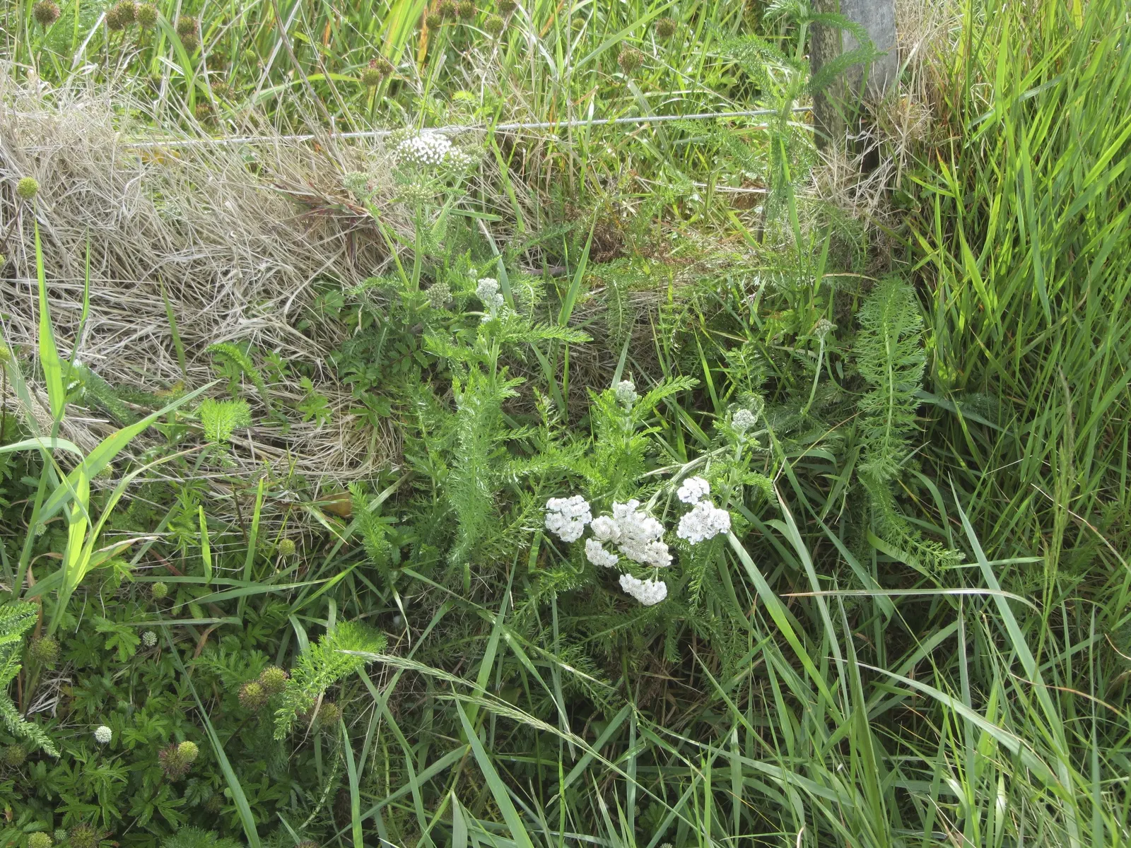 Paprika Red Common Yarrow (Achillea Millefolium 'Paprika') — a resilient and vivid addition to any landscape design; hardy in zones 3-9, it's a sturdy and
