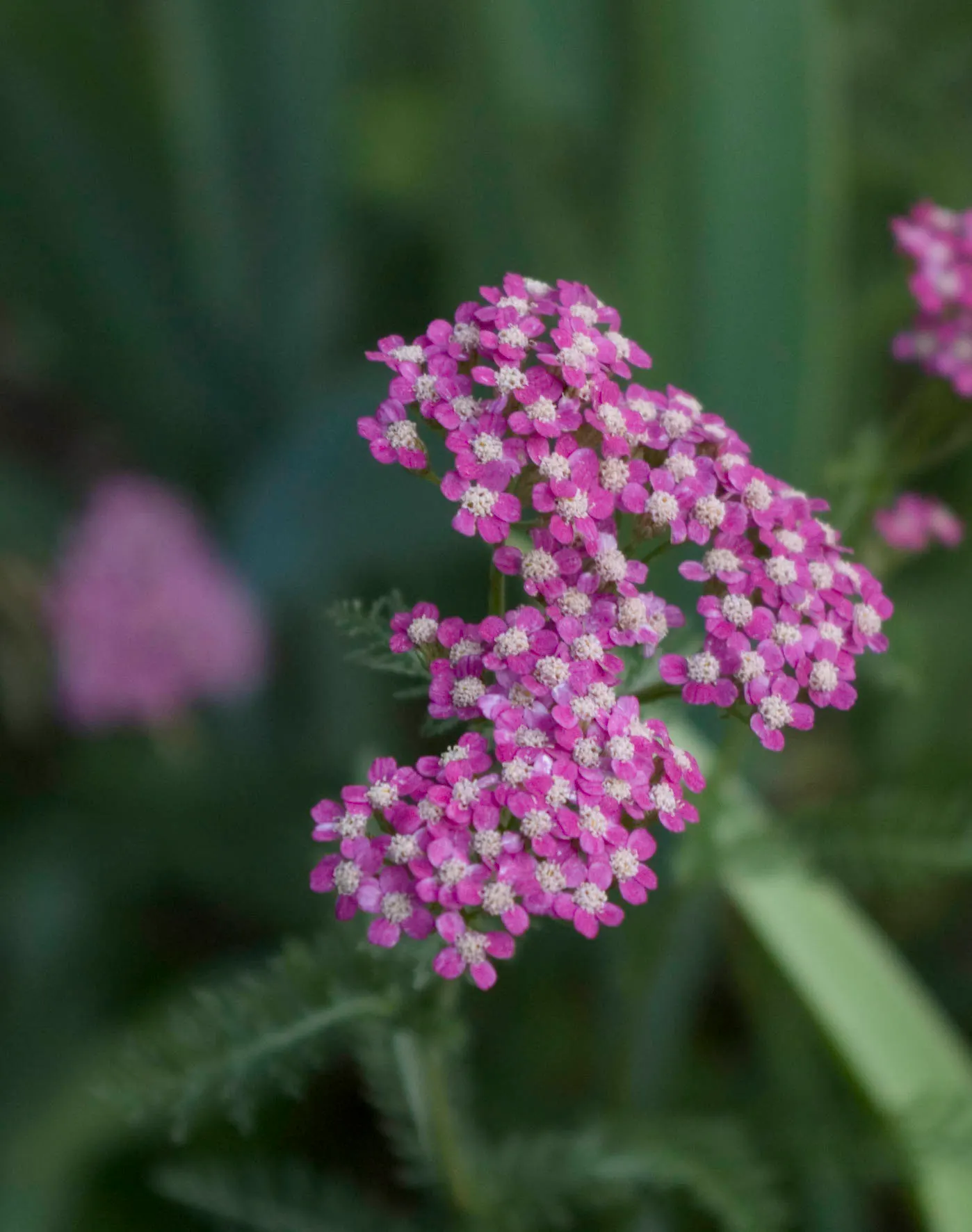 Paprika Red Common Yarrow (Achillea Millefolium 'Paprika') — ground cover / perennial with red blooms; its fern-like foliage, which is deeply dissected and