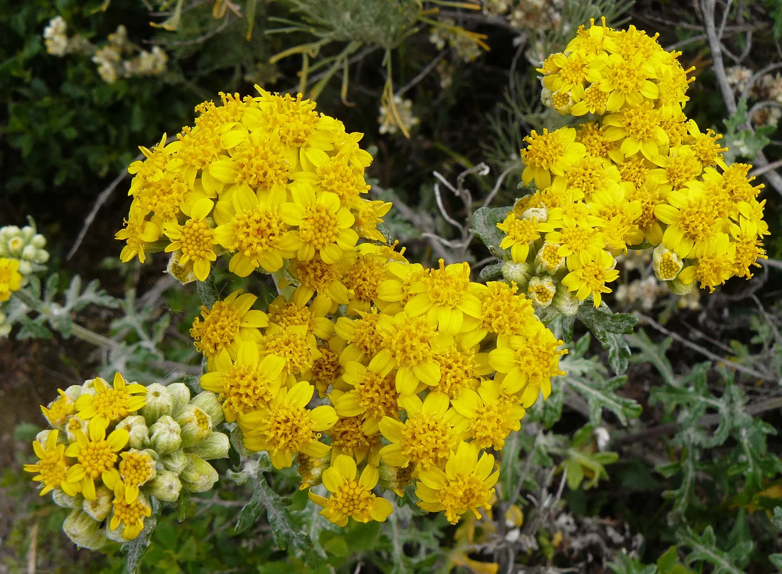 Paprika Red Common Yarrow (Achillea Millefolium 'Paprika') — Its fern-like foliage, which is deeply dissected and aromatic, spans an approximate width of 6