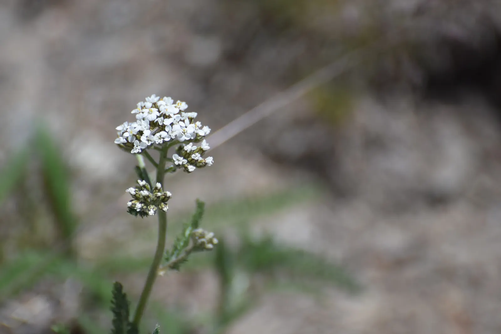 Paprika Red Common Yarrow (Achillea Millefolium 'Paprika') — Hardy in zones 3-9, it's a sturdy and colorful choice; a resilient and vivid addition to any