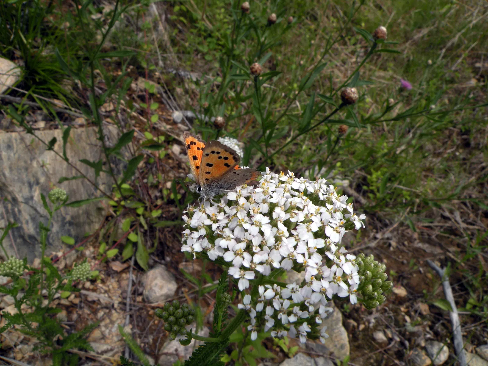 Paprika Red Common Yarrow (Achillea Millefolium 'Paprika') — ground cover / perennial for full