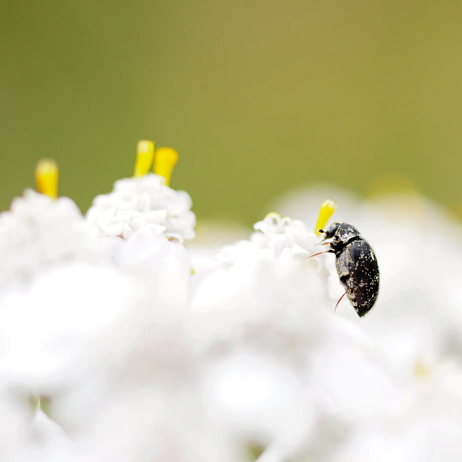 Paprika Red Common Yarrow (Achillea Millefolium 'Paprika') — red flowers in the garden; commonly referred to as Paprika Red Common Yarrow