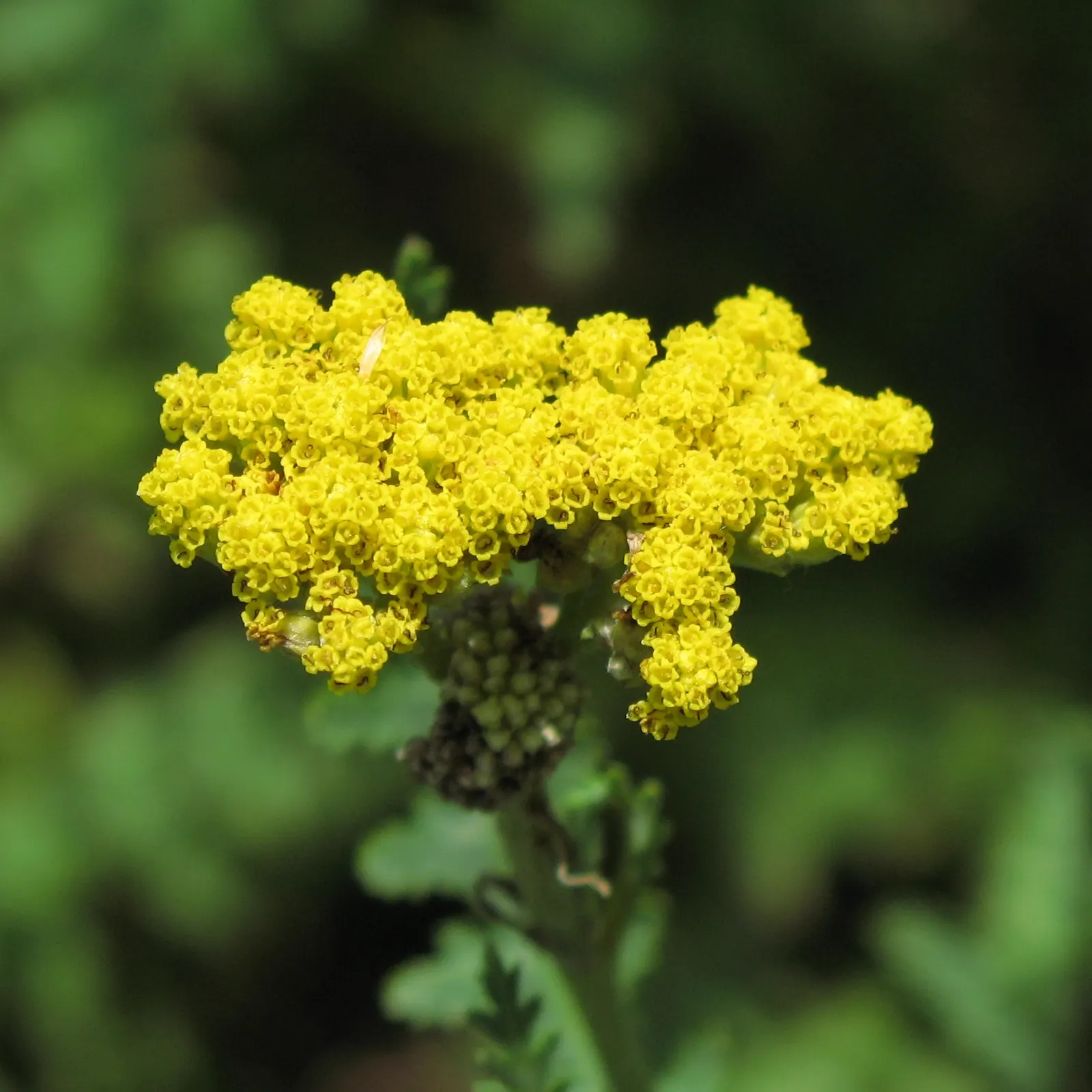 Paprika Red Common Yarrow (Achillea Millefolium 'Paprika') — It thrives in full sun, with well-draining soil, and is drought-tolerant once established