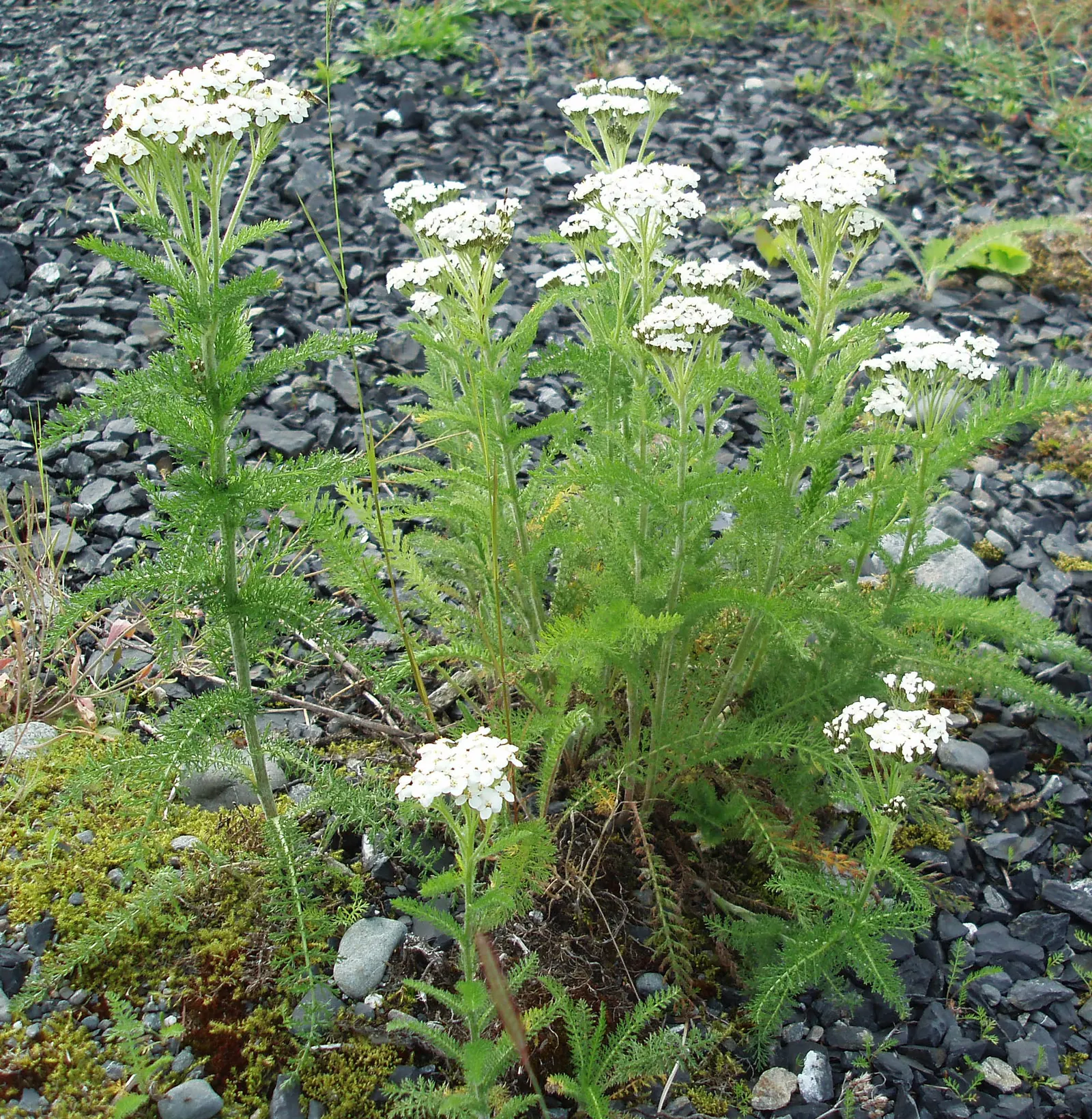 Paprika Red Common Yarrow (Achillea Millefolium 'Paprika') — demonstrating resistance to drought once established; contributing to the garden's ecological