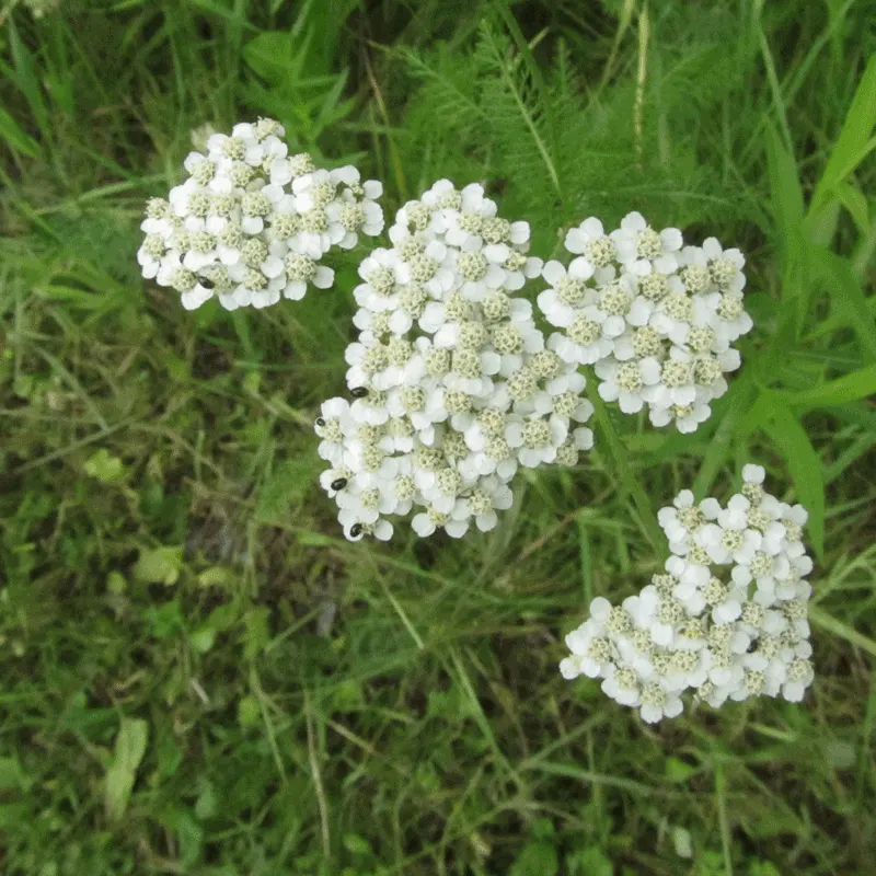 Paprika Red Common Yarrow (Achillea Millefolium 'Paprika') — red flowers in the garden