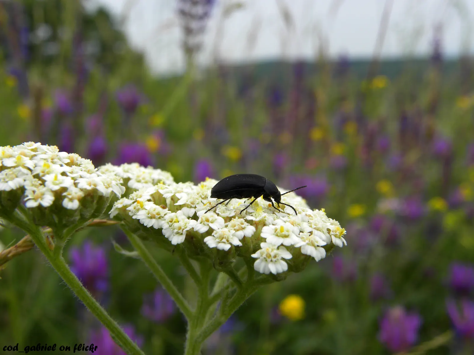 Paprika Red Common Yarrow (Achillea Millefolium 'Paprika') — inviting atmosphere and grow to an average height of 18 to 24 inches with a similar, image 36