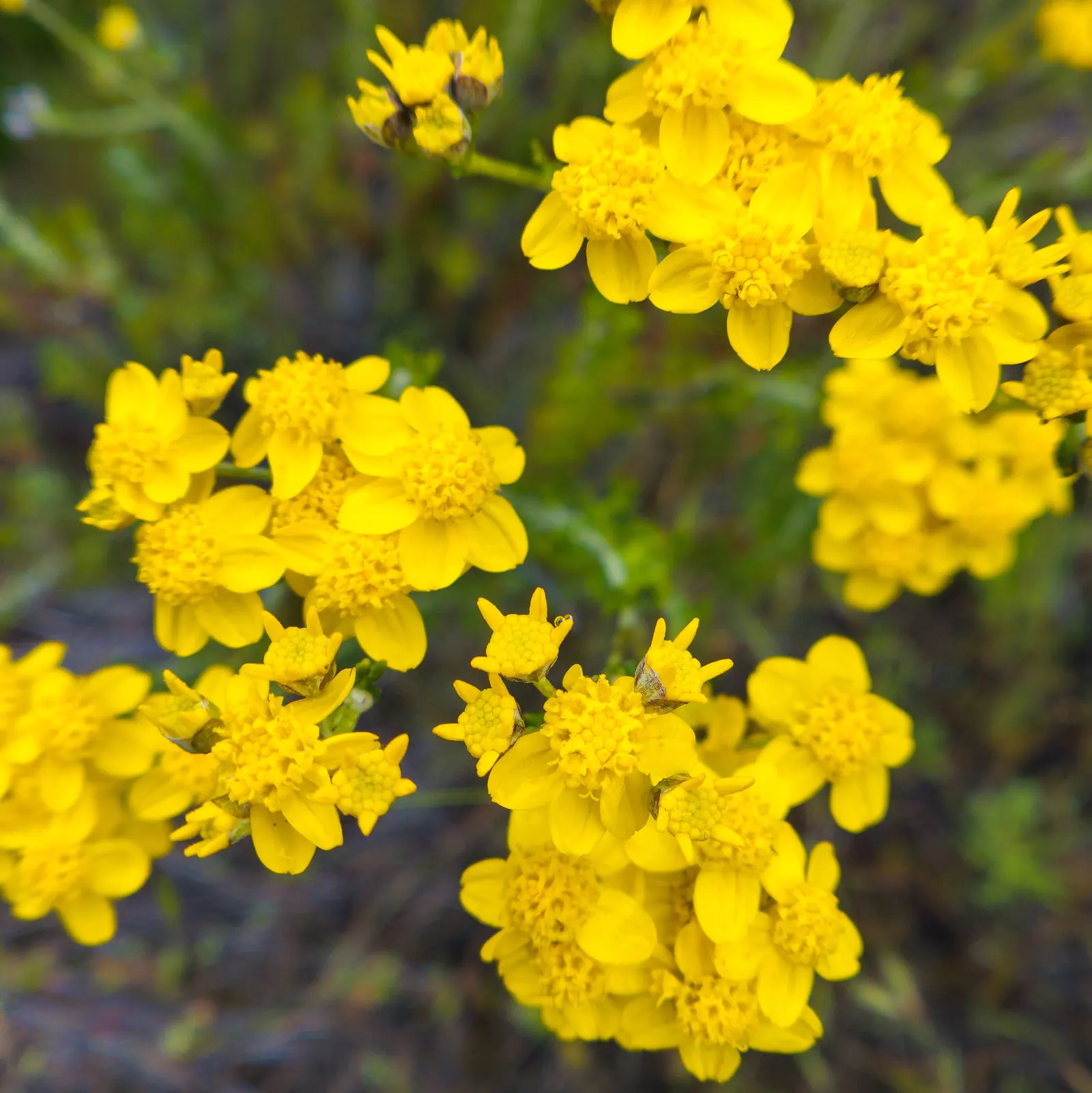 Paprika Red Common Yarrow (Achillea Millefolium 'Paprika') — further elevate its landscaping utility.<br><br>Overall; blooming from early summer until early