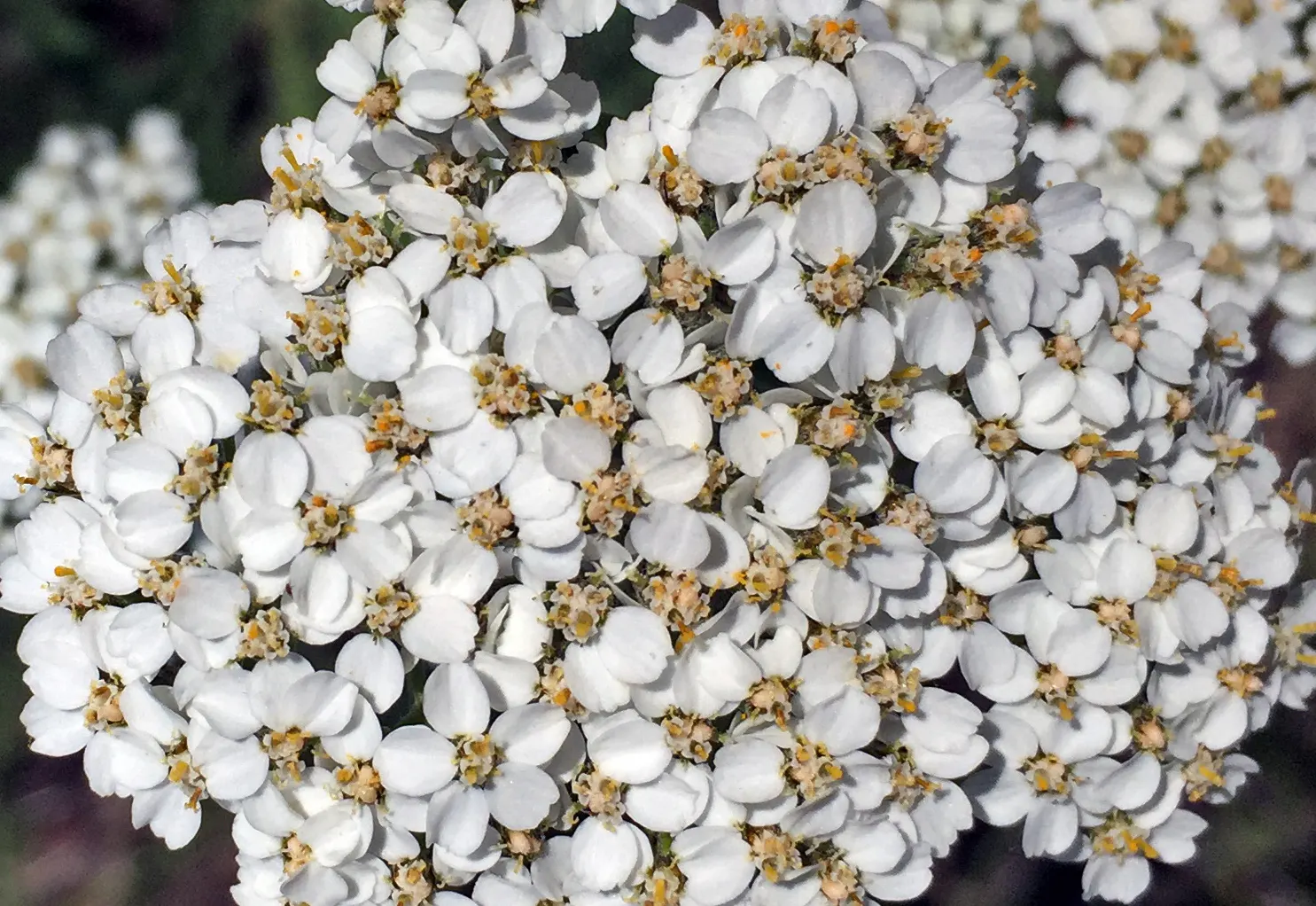 Paprika Red Common Yarrow (Achillea Millefolium 'Paprika') — demonstrating resistance to drought once established