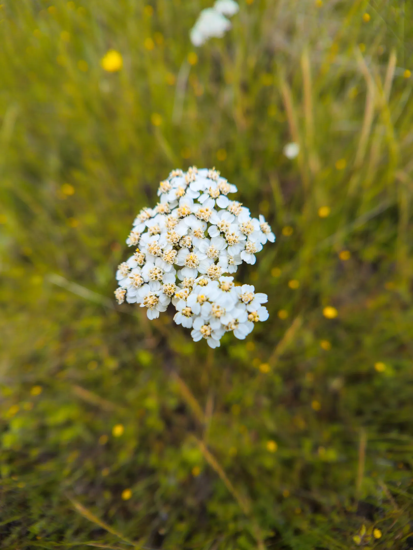 Paprika Red Common Yarrow (Achillea Millefolium 'Paprika') — but it also repels some pests due to its herbal properties