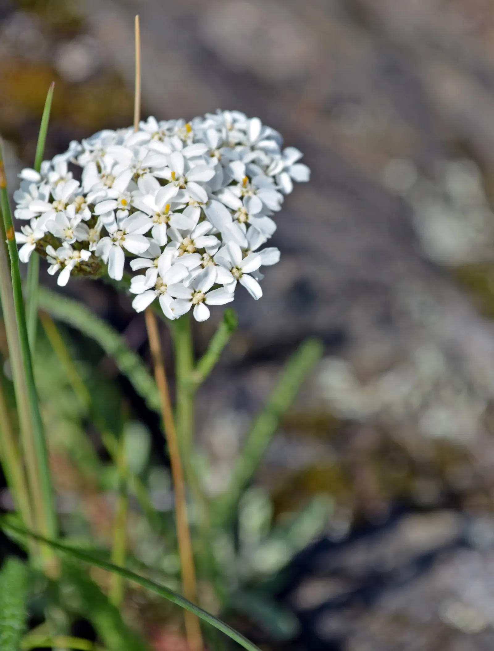 Paprika Red Common Yarrow (Achillea Millefolium 'Paprika') — coupled with its ability to thrive in poor soil conditions