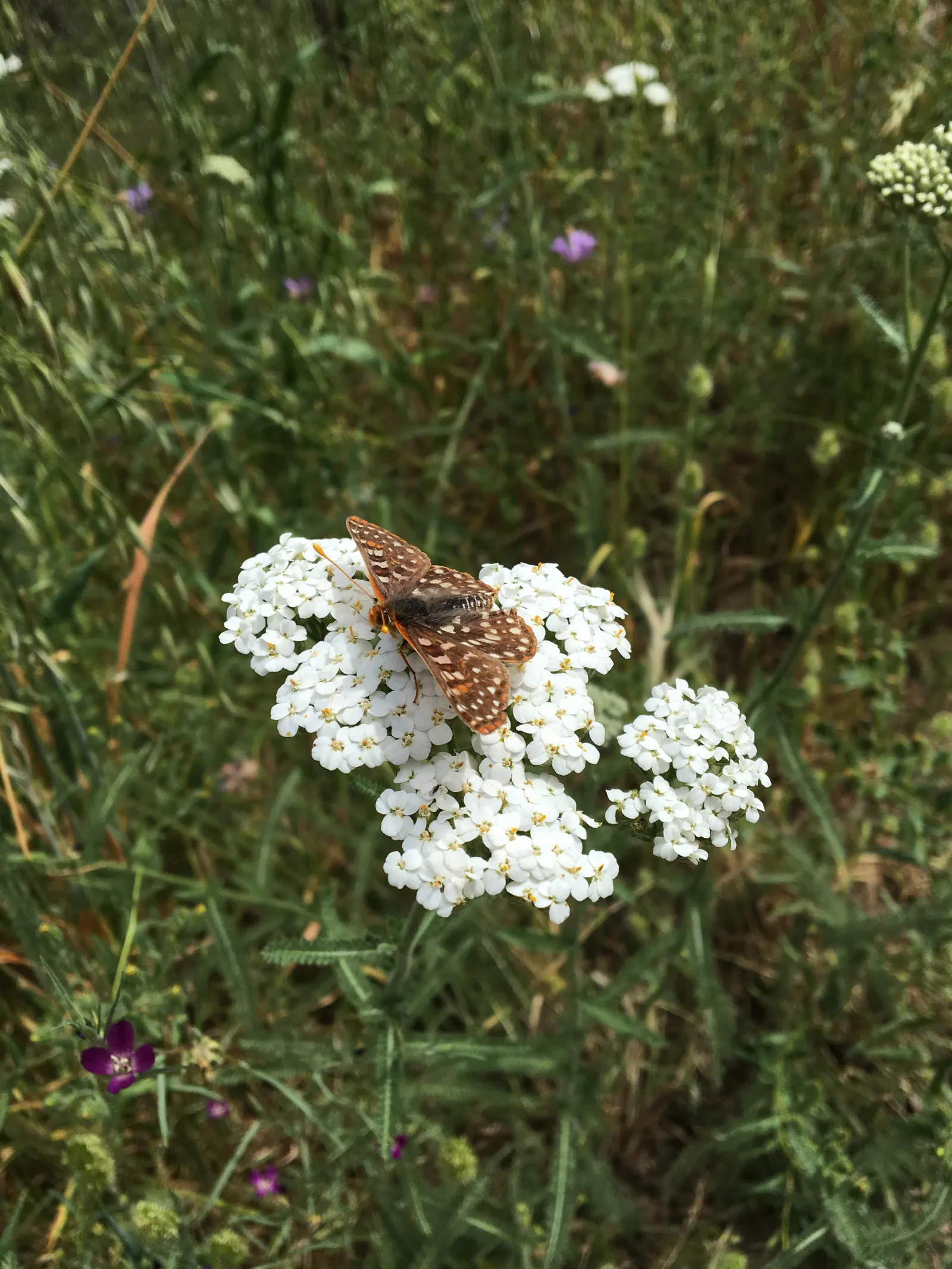 Paprika Red Common Yarrow (Achillea Millefolium 'Paprika') — Blooming from early summer until early fall