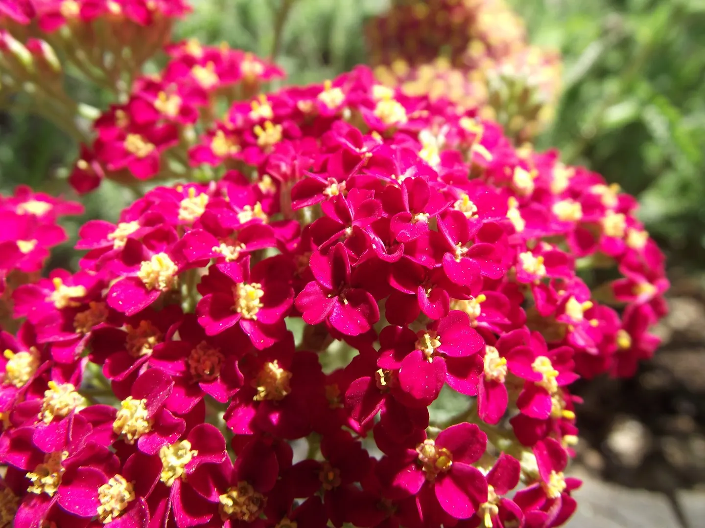 Paprika Red Common Yarrow (Achillea Millefolium 'Paprika') — Low maintenance requirements