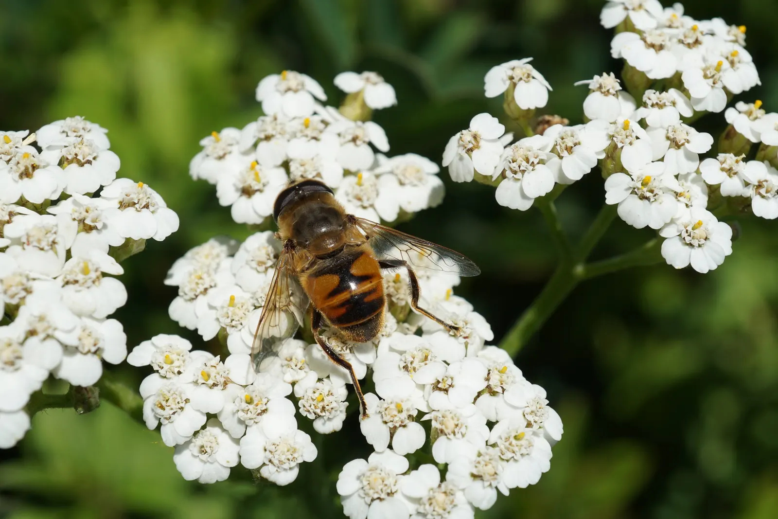 Paprika Red Common Yarrow (Achillea Millefolium 'Paprika') — The Achillea millefolium 'Paprika' is a vibrant perennial known for its fiery red, image 25