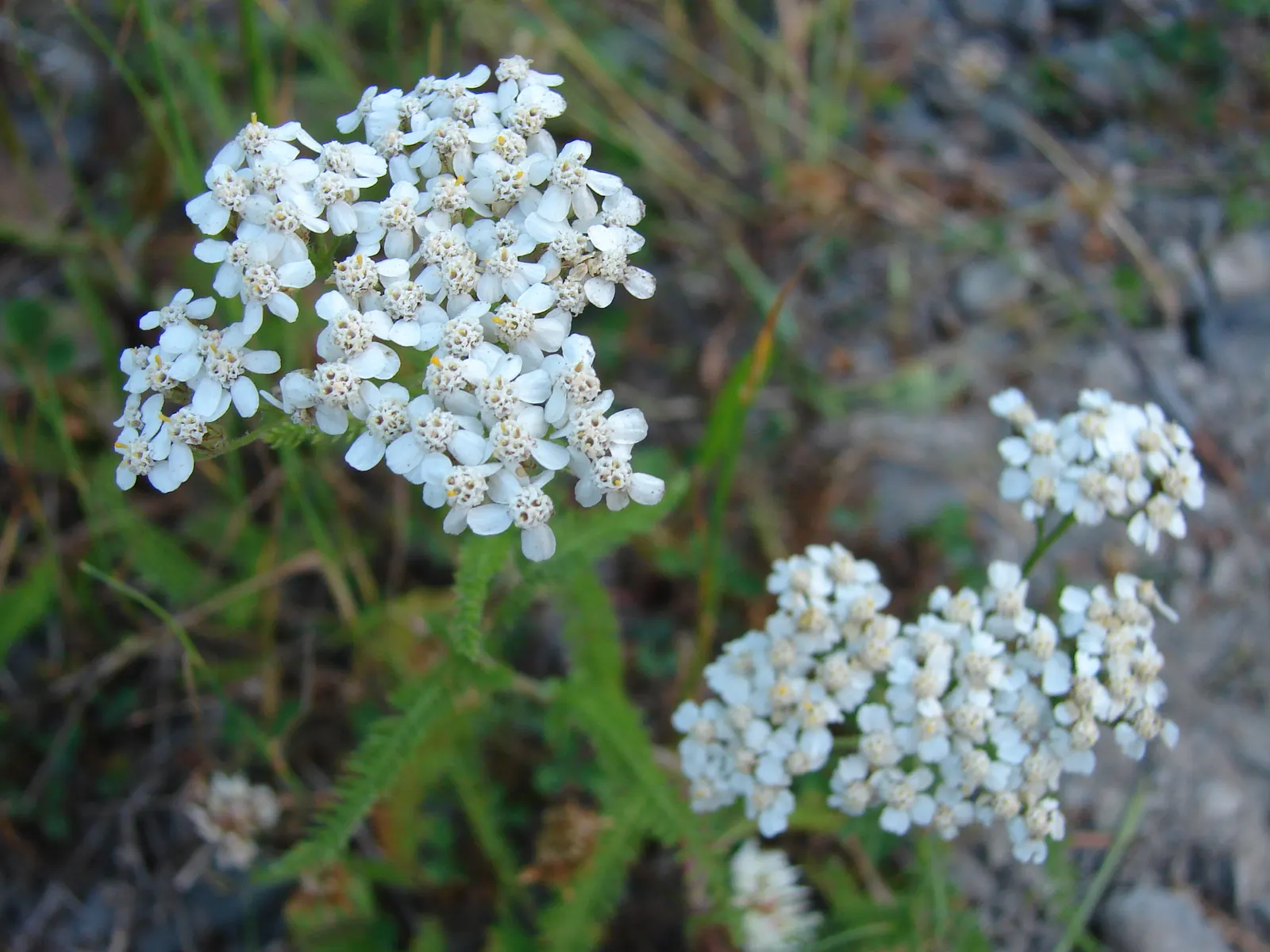 Paprika Red Common Yarrow (Achillea Millefolium 'Paprika') — Introducing the visually striking Achillea millefolium 'Paprika'