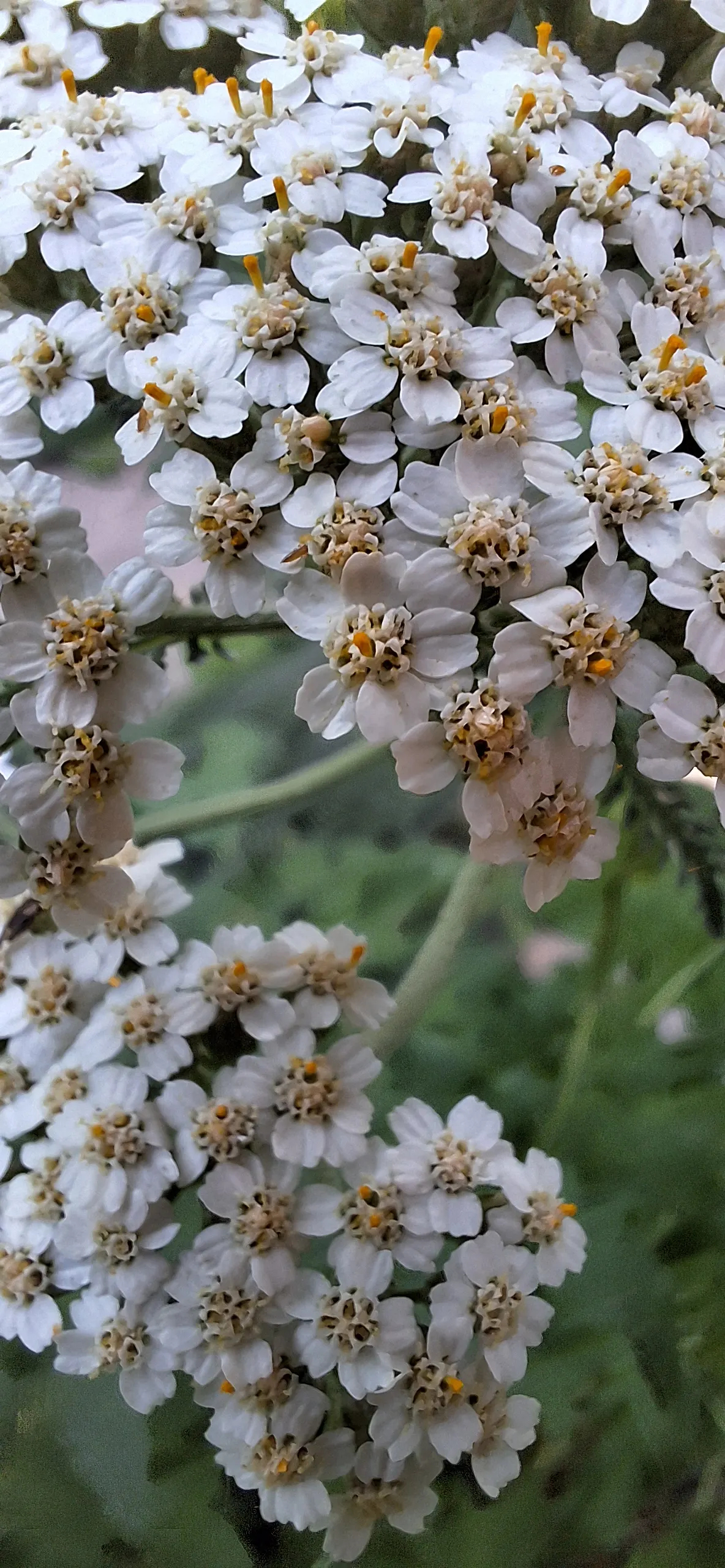 Paprika Red Common Yarrow (Achillea Millefolium 'Paprika') — commonly referred to as Paprika Red Common Yarrow; red flowers in the garden