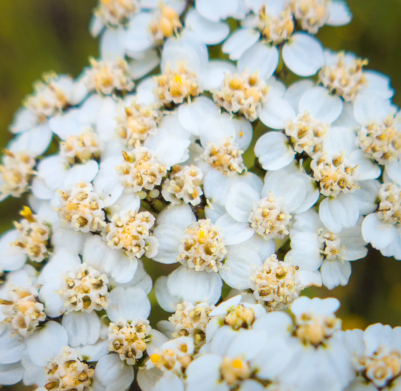 Paprika Red Common Yarrow (Achillea Millefolium 'Paprika') — Yarrows attract pollinators and are excellent for borders or as ground cover