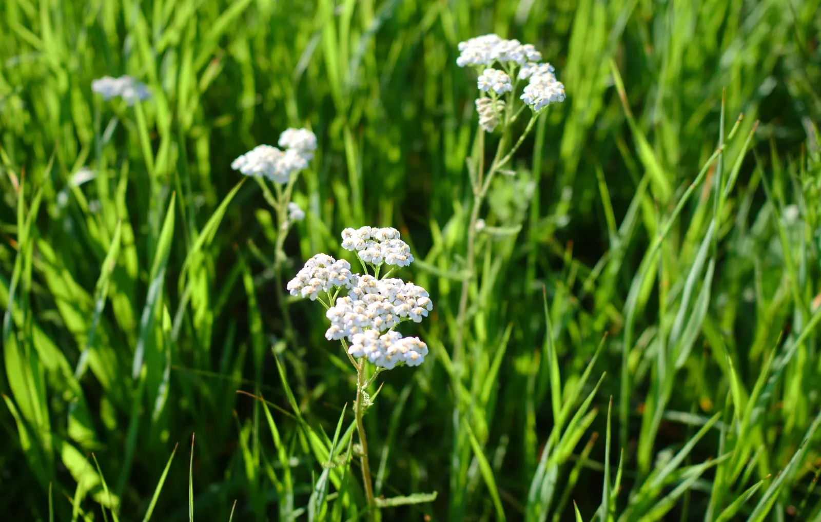 Paprika Red Common Yarrow (Achillea Millefolium 'Paprika') — further elevate its landscaping utility.<br><br>Overall