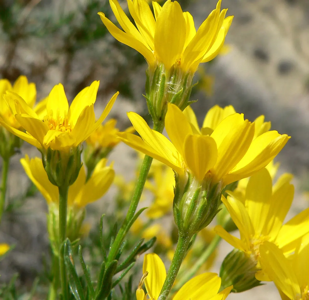 Linear Leaved Goldenbush (Ericameria Linearifolia) — It thrives in full sun and well-drained soils, reaching up to 3-5 feet tall and wide