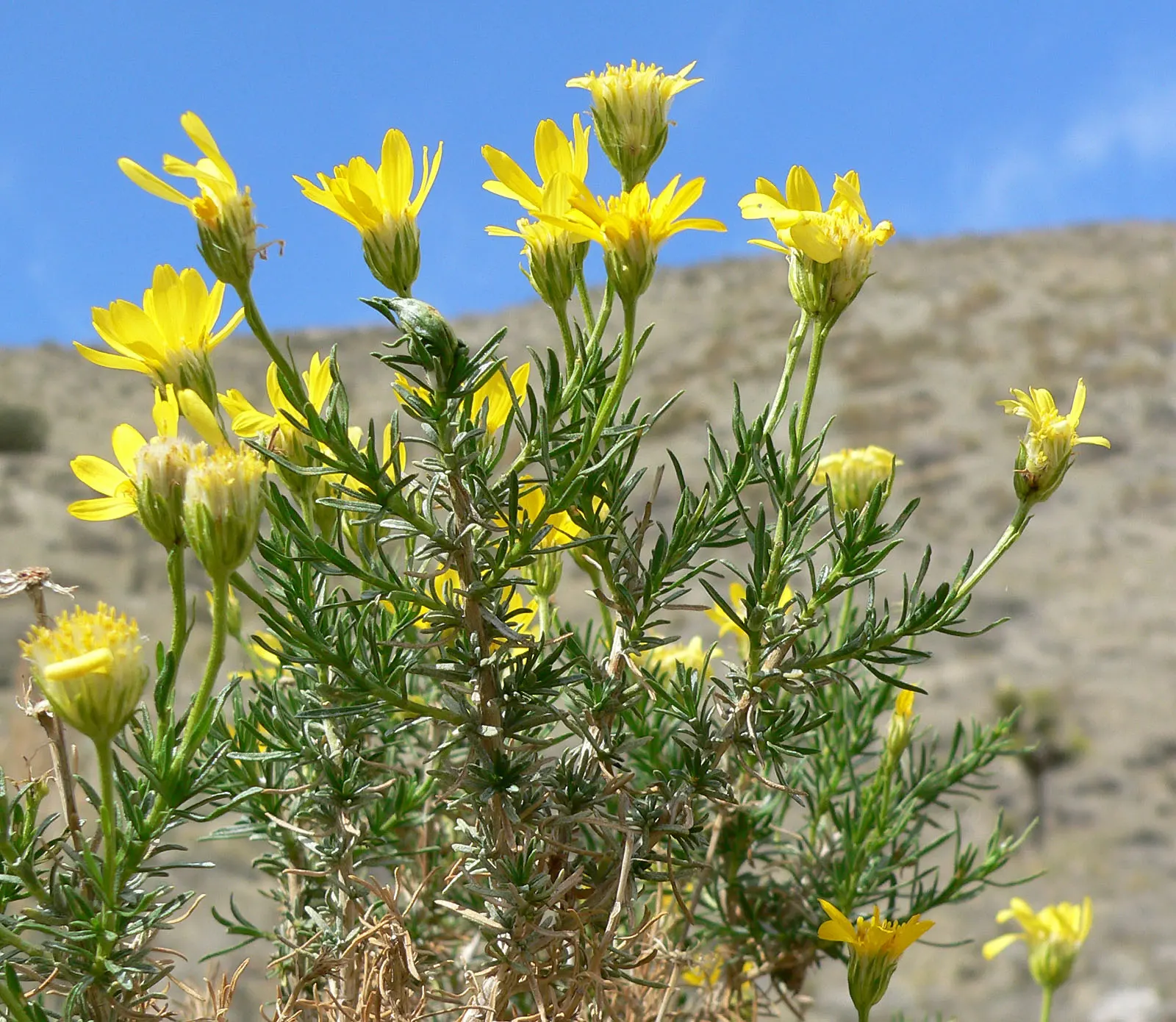 Linear Leaved Goldenbush (Ericameria Linearifolia) — it adds a pop of color in late summer and fall