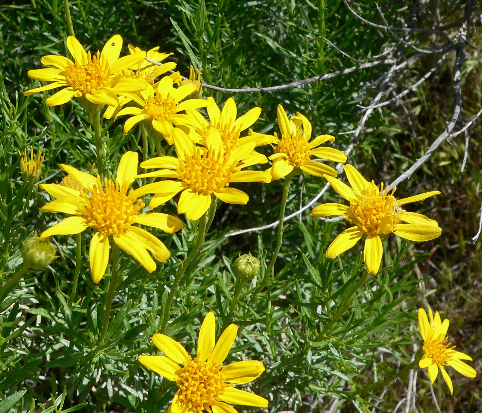 Linear Leaved Goldenbush (Ericameria Linearifolia) — narrow leaves and vibrant golden-yellow flowers